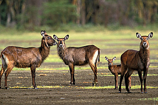 肯尼亚,纳库鲁湖国家公园,幼仔,水羚,雌性