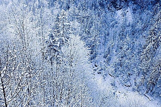 冬日树林,布雷根茨森林,奥地利
