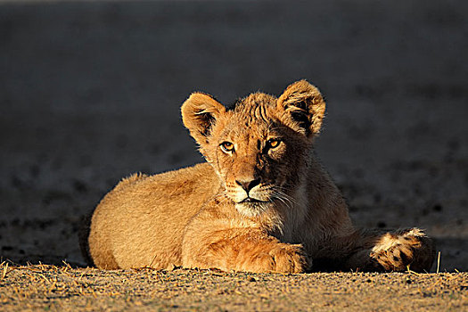 非洲狮,幼兽