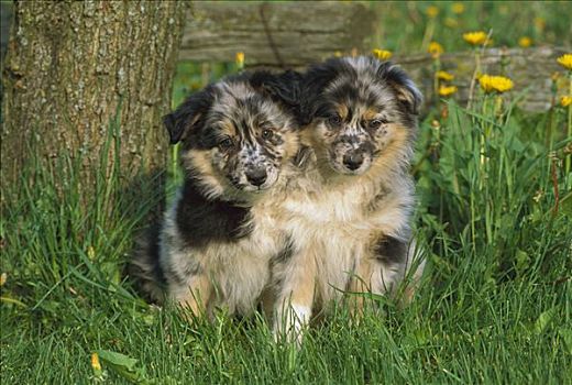 澳洲牧羊犬,狗,两个,小狗