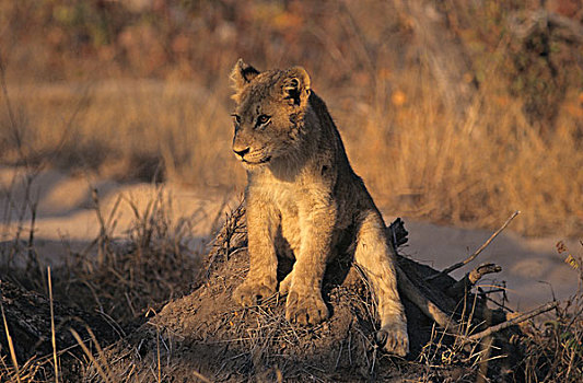 狮子,幼兽,萨比萨比,国家,公园,南非,非洲