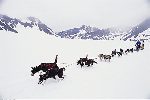 狗拉雪橇