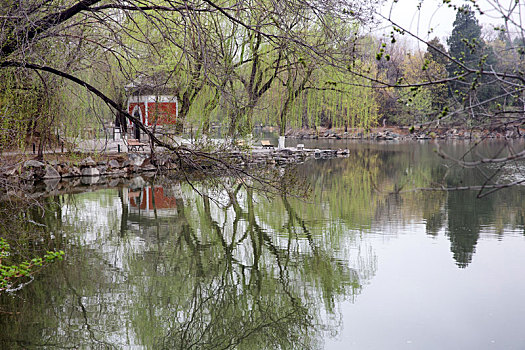 北京大学春天的景色未名湖