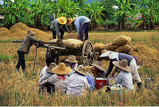村民,收集,稻米,丰收,清莱,泰国