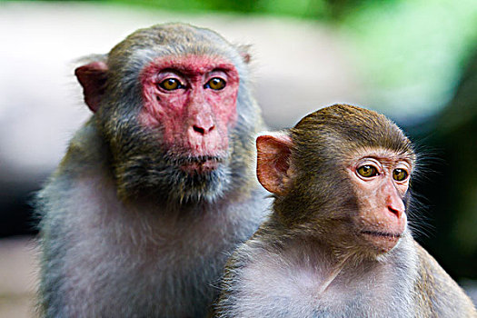 海南南湾猴岛原生态弥猴,猴子