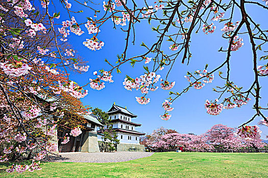 北海道,城堡,樱桃树