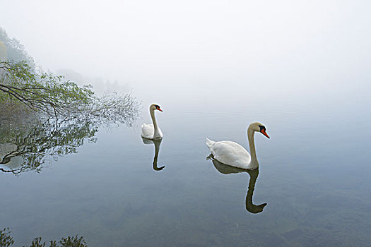 疣鼻天鹅,天鹅,模糊,湖,早晨,黑森州,德国