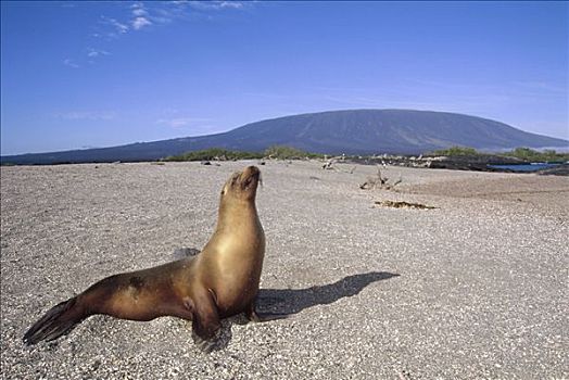 加拉帕戈斯,海狮,加拉帕戈斯海狮,幼小,珊瑚,海滩,胡德岛,加拉帕戈斯群岛,厄瓜多尔