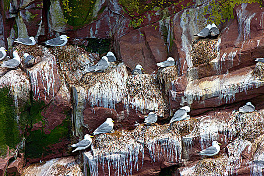 黑脚三趾鸥,三趾鸥,普通,海鸦,海鸥,岛屿,生态,自然保护区,纽芬兰,拉布拉多犬,加拿大