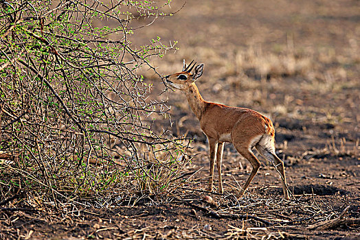 小岩羚,成年,雄性,吃,刺槐,觅食,克鲁格国家公园,南非,非洲