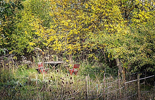 野外,花园,桌子,红色,椅子,围绕,树,秋天