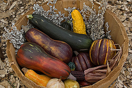 人,大,乡村,花园,生长,作物,玉米,多样,南瓜,洋葱,甜瓜