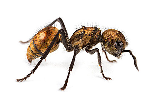 天鹅绒,蚂蚁,国家公园,哥斯达黎加