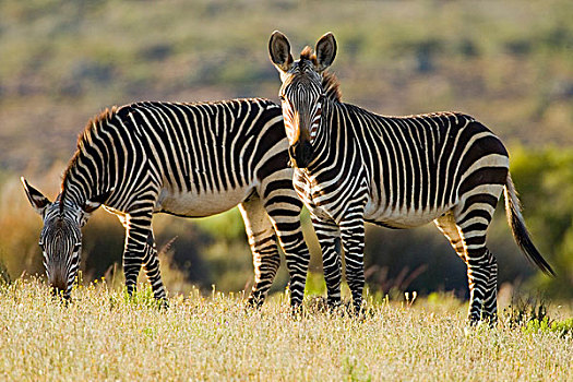 角山斑马,西海角,省,南非