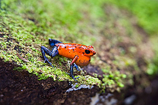 草莓,青蛙,草莓箭毒蛙,叫,雨林,哥斯达黎加,中美洲