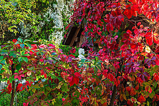 秋天,蔓藤,乡村,十六湖国家公园,克罗地亚,大幅,尺寸