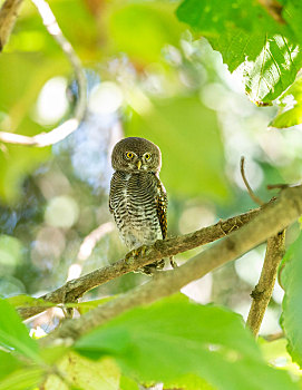 蹲在树枝上等待捕食的斑头鸺鹠鸟