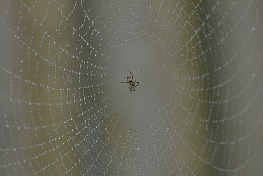 小,蜘蛛,蜘蛛网