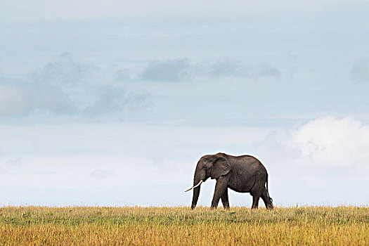 非洲象,马赛马拉国家保护区,肯尼亚