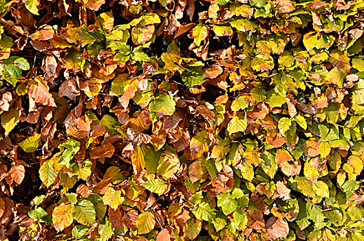 秋天,山毛榉,树篱,欧洲山毛榉,明斯特地区,北莱茵-威斯特伐利亚,德国,欧洲