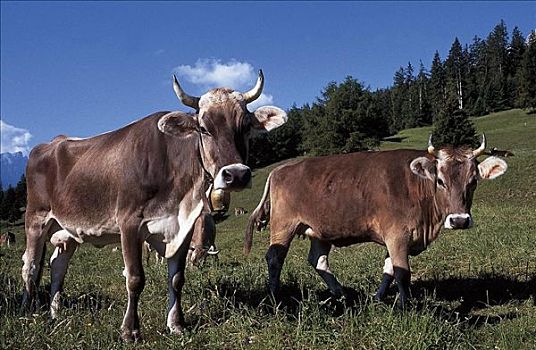 母牛,哺乳动物,草地,格劳宾登州,瑞士,欧洲,牲畜,农事,动物