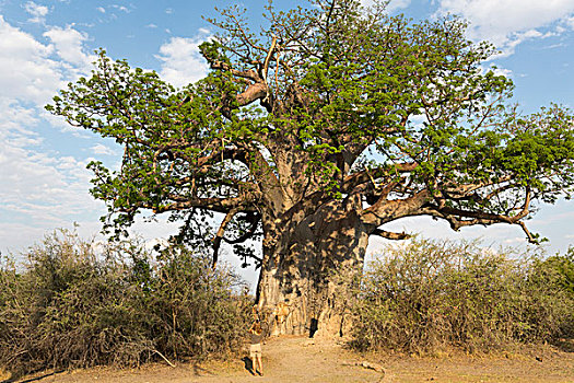 一个,男人,巨大,猴面包树,国家公园,纳米比亚