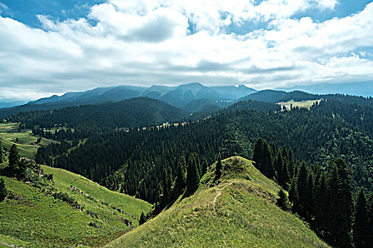 天山麦田