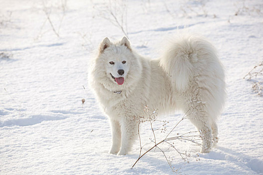 白色,狗,玩,雪