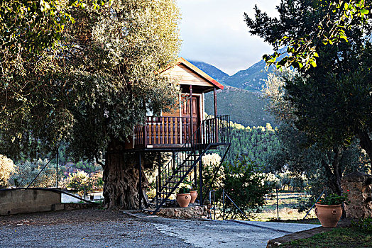 木屋,靠近,橄榄树