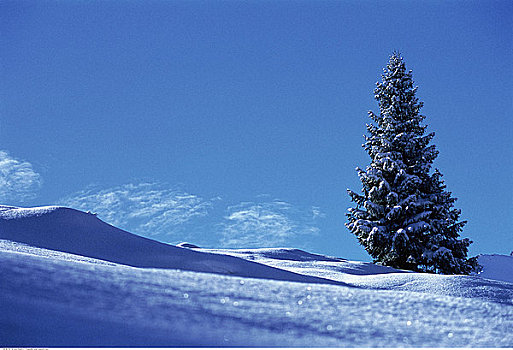 积雪,树,风景,少女峰,瑞士