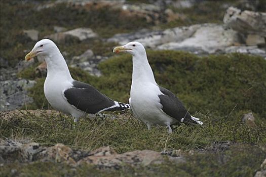 大黑背鸥,鸟,石头,挪威北部
