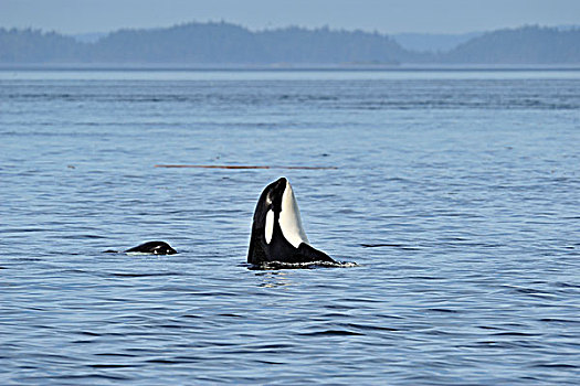 逆戟鲸,展示,行为,约翰斯顿海峡,温哥华岛,不列颠哥伦比亚省,加拿大