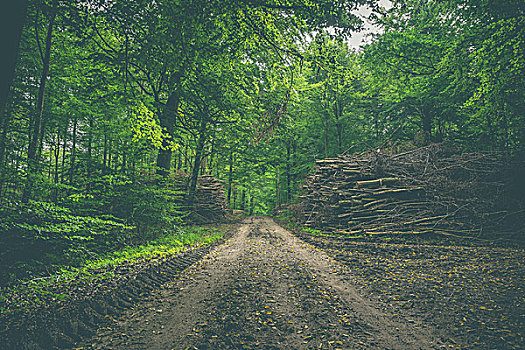 泥,树林,小路,堆积,木头,道路