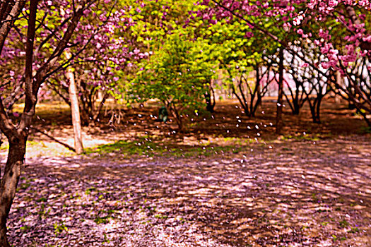 树上的粉色樱花正飘落在地上