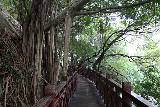 福建福州奇景,乌石山瀑布榕