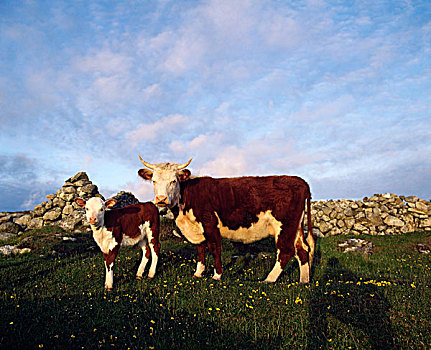 母牛,幼兽,康纳玛拉,戈尔韦郡,爱尔兰