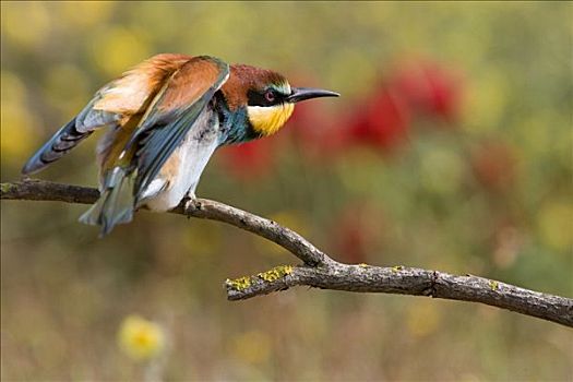 黄喉蜂虎,展翅,多尼亚纳国家公园,塞维利亚,西班牙