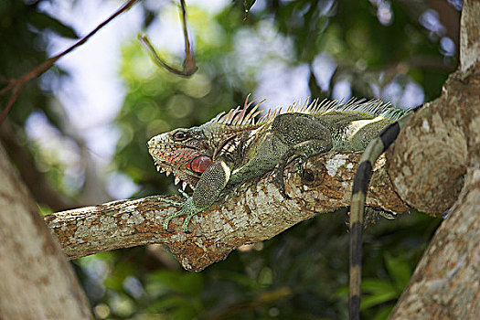 绿鬣蜥,成年,栖息,树上,委内瑞拉