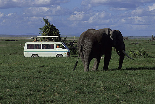 肯尼亚,安伯塞利国家公园,公园,游客,看,大象