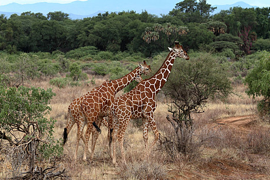 长颈鹿,非洲,大草原,肯尼亚