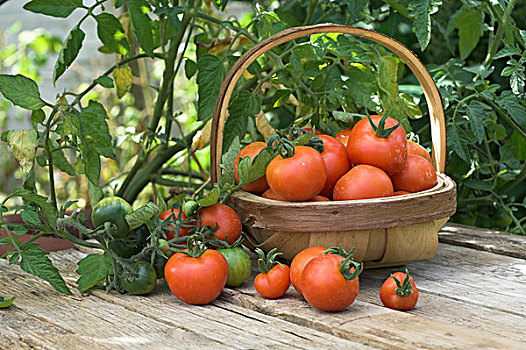 西红柿,新鲜,家,有机,水果