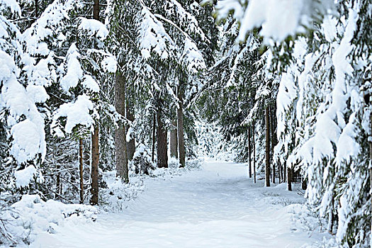 风景,小路,雪,挪威针杉,欧洲云杉,树林,冬天,普拉蒂纳特,巴伐利亚,德国