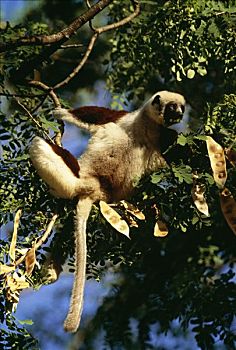 狐猴,马达加斯加