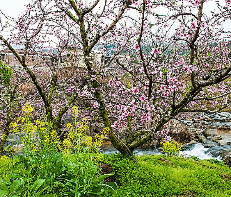 春天_桃花_小河_高清圖片_全景視覺