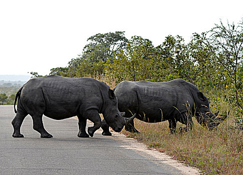 两个,犀牛,白犀牛,白犀,道路,克鲁格国家公园,南非,非洲