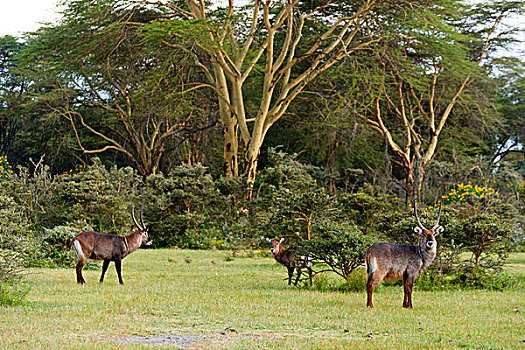 水羚,湖,肯尼亚,非洲