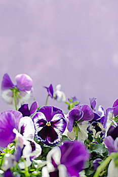 紫色,堇菜属,丁香,背景