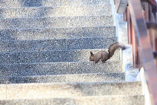 楼梯,北海道松鼠,松鼠