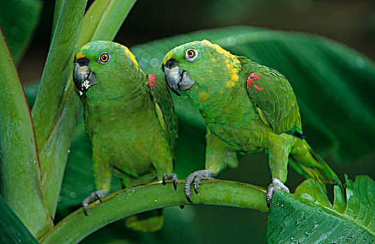 亚马逊河,鹦鹉,两个,栖息,香蕉,树,洪都拉斯,中美洲