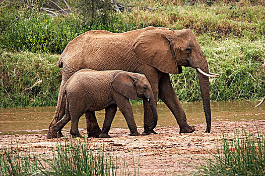 非洲象,女性,站立,靠近,河,公园,肯尼亚